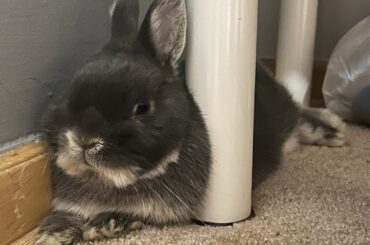 Comfy boy