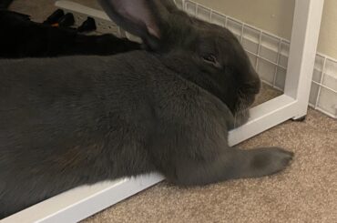 Comfy arm rest 🥰