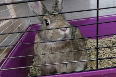 Nava is in bunny jail for peeing on mommy's boyfriend TWICE