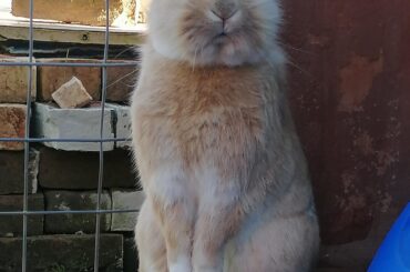 Tank is so fluffy 🥺🥺