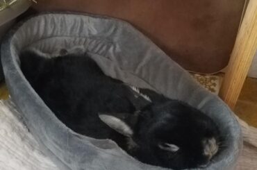 Such a graceful beast... melting in his bed.