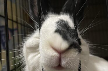 thumper is in bunny jail for chewing up my surface charger...i'm gonna have to pay $50 to replace that 🤦‍♂️