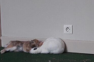 I'll just take a quick nap here, it's the comfiest place :)