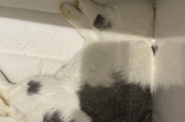 Buncomfortable and pretending to be squished by a piece of furniture for sympathy treats.