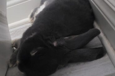 Ice Cold Bathroom Floor is THE BEST napping place
