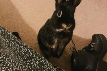 Mimi asking to come on the bed