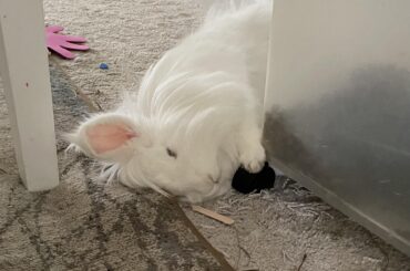 Just in case the dog food container starts to roll away, she’s got a handle on it…