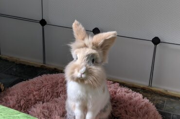 hello hooman, is it breakfast time?