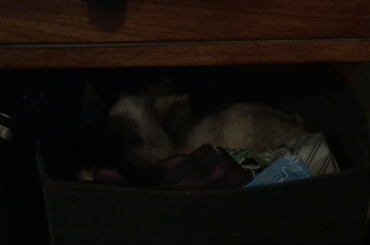 Owner couldn’t find Bailey anywhere, but could hear noise coming from the underwear drawer. (x-post r/Rabbits)