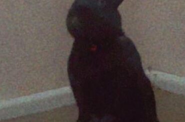 “You said food??”