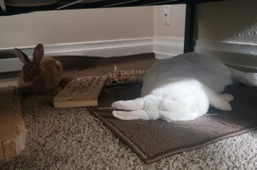 He flopped with his eyes squarely in the one tiny patch of sunlight in the whole house.