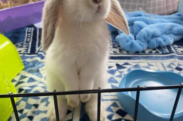 Our little Streaky when she was 1 month old