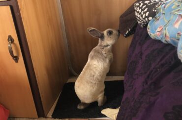 Buddy exploring my current loving quarters. For a guy I’ve had for 6 days, he’s stolen my heart 💓