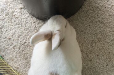 The perfect place to sleep.
