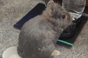 A bun on the edge
