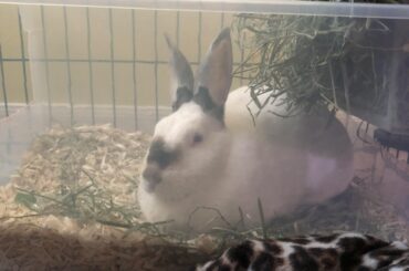 I present to you.... the rare clover loaf 🍞