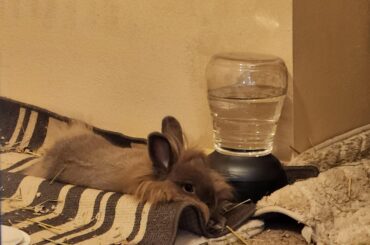 I kept wondering why her sides were getting wet. Her new favorite sleeping spot is on top of the water fountain.