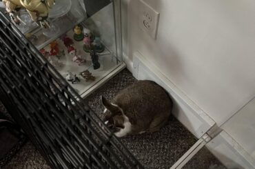 Dolly managed to put herself in jail.