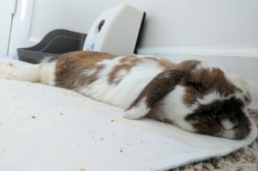 Flat bunny is flat.