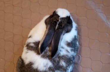 Loaf, as viewed from above