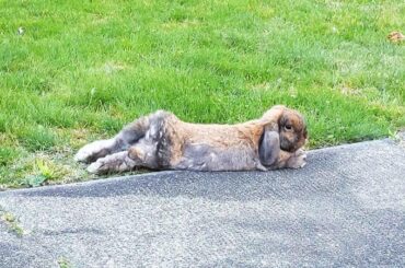 Timothy, trying to beat the heat via noodle