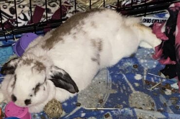 Sunday night lagloafs