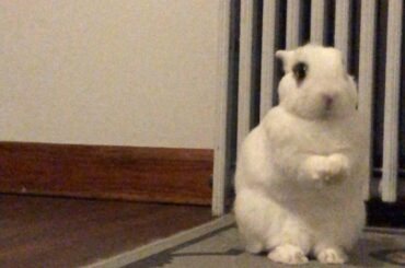 Are you giving up the treats or not, human?