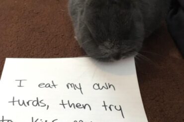 Hopping on the bunny shaming band wagon