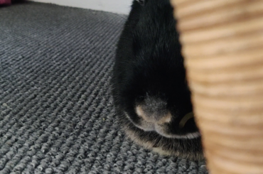 Ever heard a bunny snore?