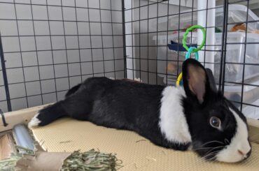 Just though he looked extra "noodley" today. 🐰🐇🍜🍝