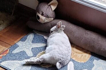 Today is Puff's 11th birthday. Here he currently is hop noodlin' it up. The other picture is the day I got him.