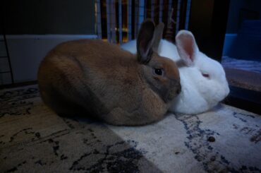 Java and Leche loafing under my desk while I work from home on the night shift.