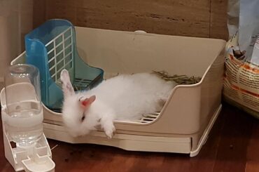 Ah yes, the litter box is prime napping location