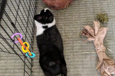 Linguine, or should I say bunguine?