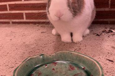 *berp* sorry were you gonna eat those bloobs? ask forgiveness not permission amirite ;) ?