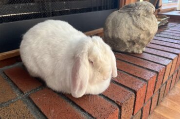 Are you mocking me, human?