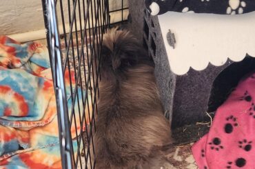 Nothing like a cold grate to the side to help facilitate a nice nap 🥱😴