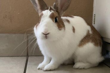 I peed and pooped on the bathroom floor instead of using my potty box.