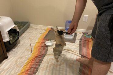 He won’t even let us put the pellets in his bowl before going for them