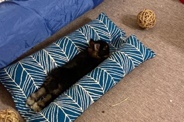 Just a tiny noodle noodling