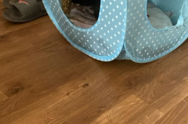 Mum just hoovered so, naturally, my first instinct is to flip my pellets everywhere!🤷‍♀️