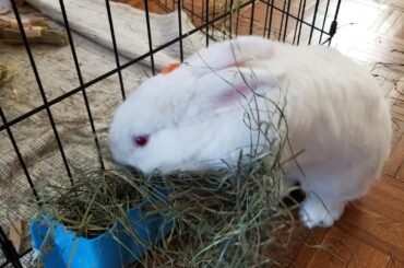 i walk around the outside of the cage to the hay feeder and pull it all out onto the floor =:3