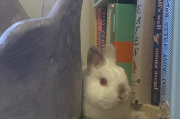 This little monster decided that squeezing himself between the bookshelf and his fancy bed is more comfortable than his fancy bed