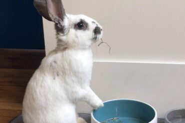 Moustache standing up while finishing eating coz you never know what could happen in the guestroom/home office room🤫