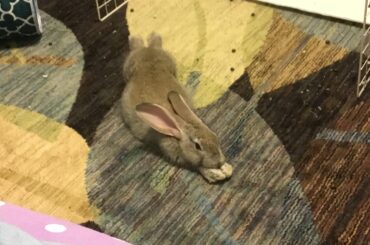 Moose has some cute resting positions