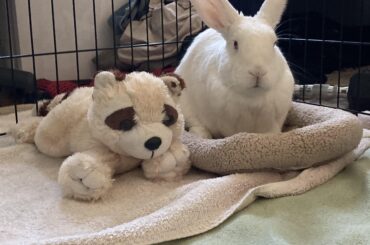 the other bunny got pats before him and he chose violence (peed in my bed)