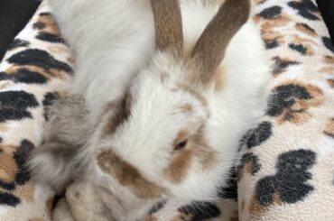 off to the vet, hope everyone can breathe!