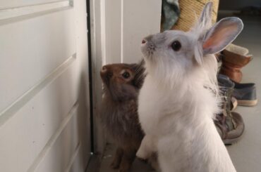 Can we please go outside mommy?