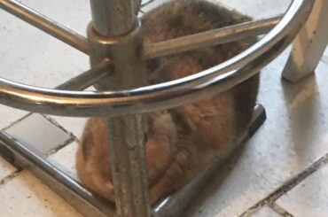He like being in between those metal bars