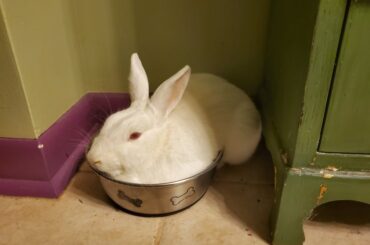 Susan got into the dried dill bundle, ate every last bit, got sick, and sat like this for a few hours. She did not learn her lesson.